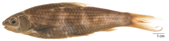 Image of Henicorhynchus lineatus (Smith 1945)