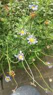 Image of Blue aster