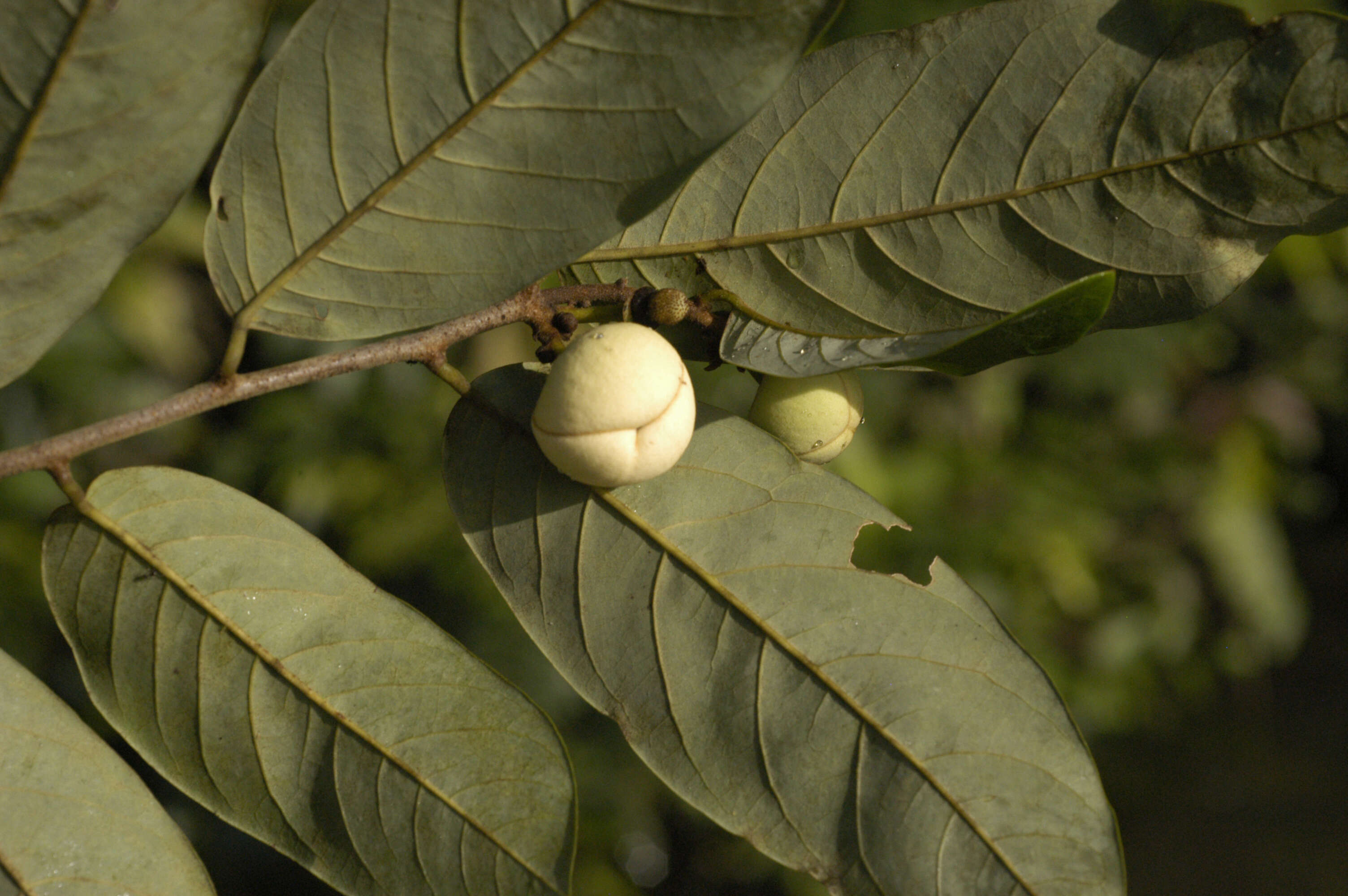 Image of Annona glauca Schumach. & Thonn.