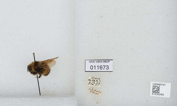 Image of Yellow-banded Bumblebee