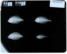 Слика од Engyprosopon obliquioculatum (Fowler 1934)