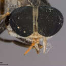 Image of Tabanus cambodianus Philip 1960