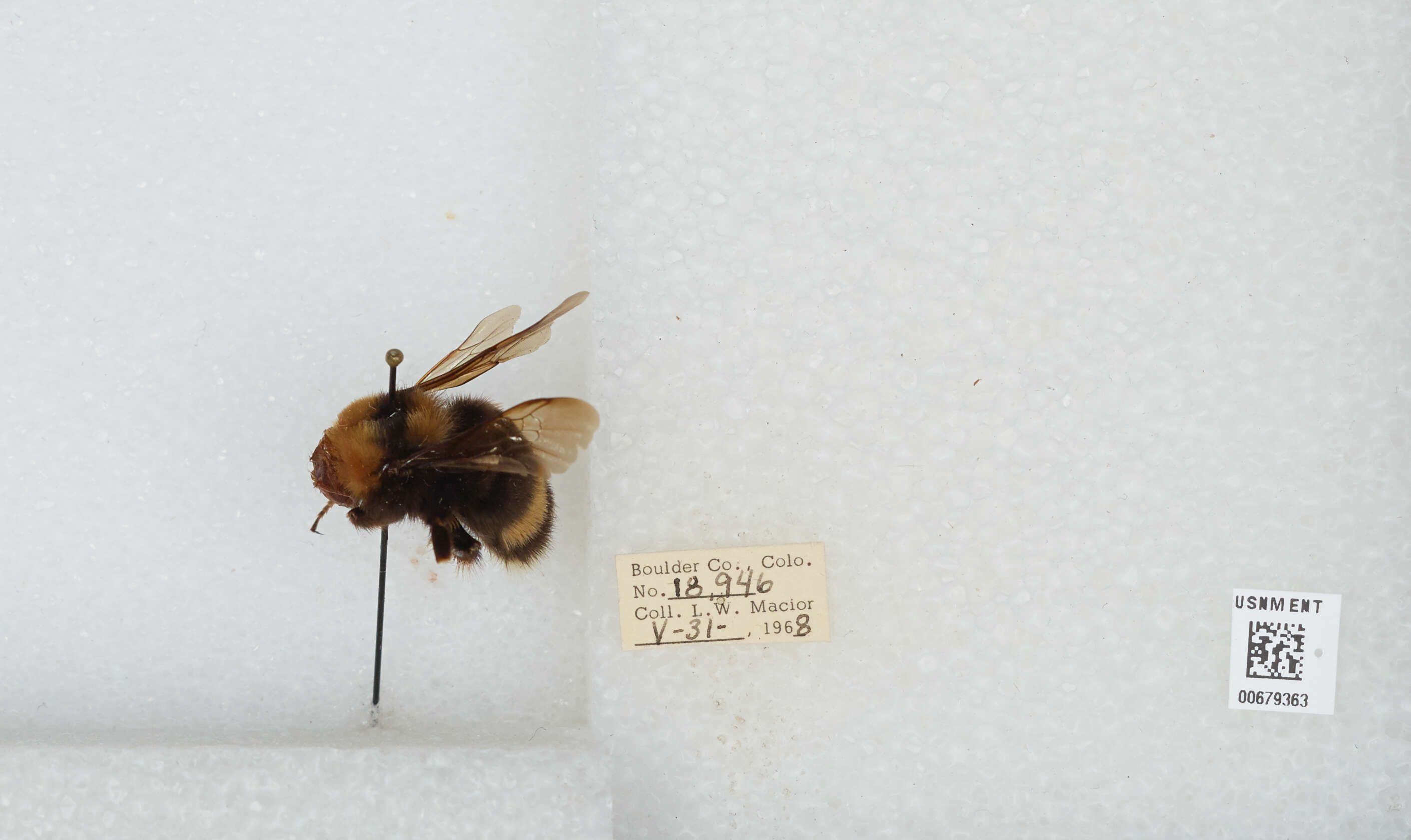 Слика од Bombus occidentalis Greene 1858