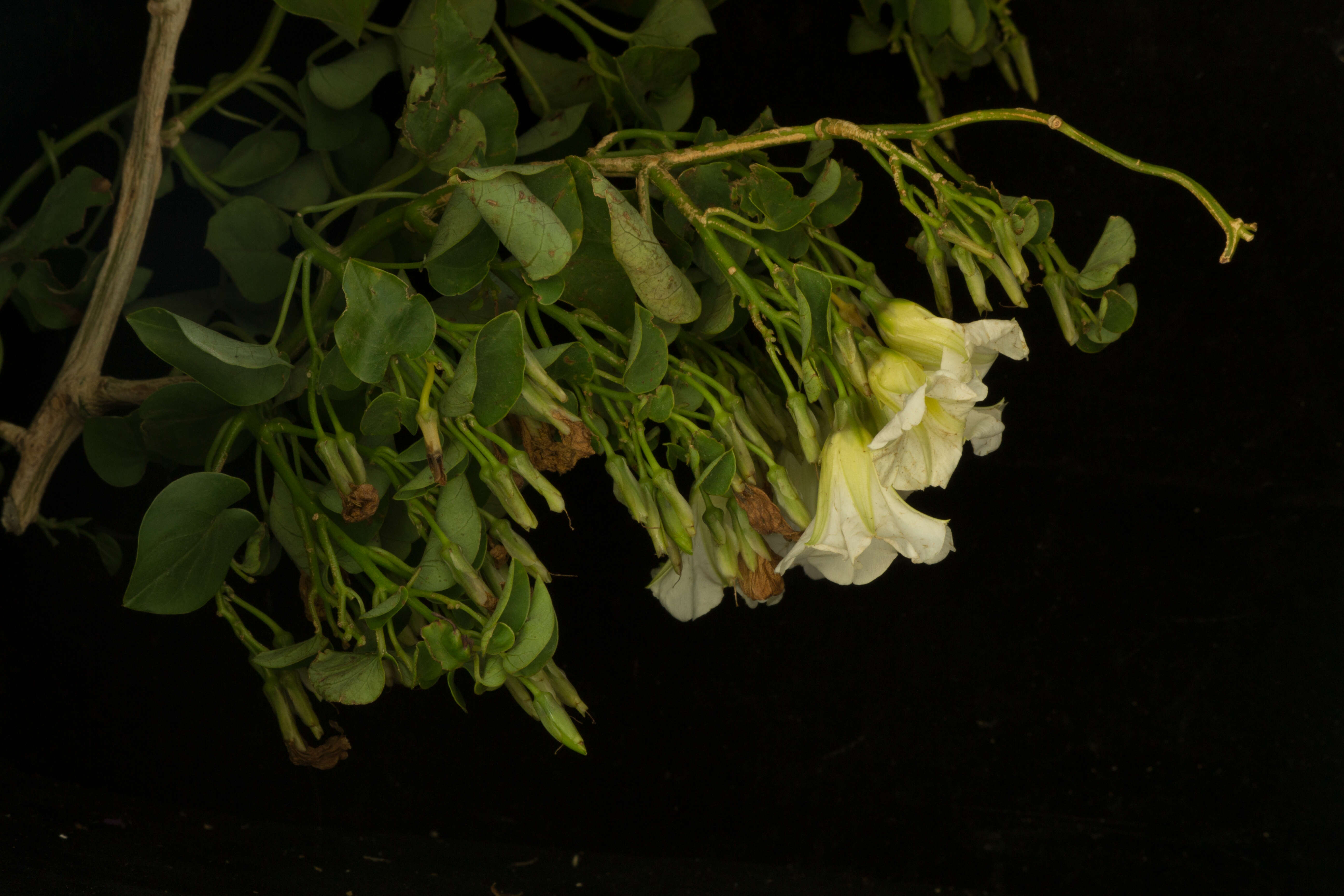 Image of Christmas vine