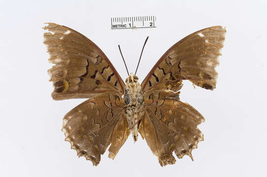 Imagem de Charaxes mixtus Rothschild 1894