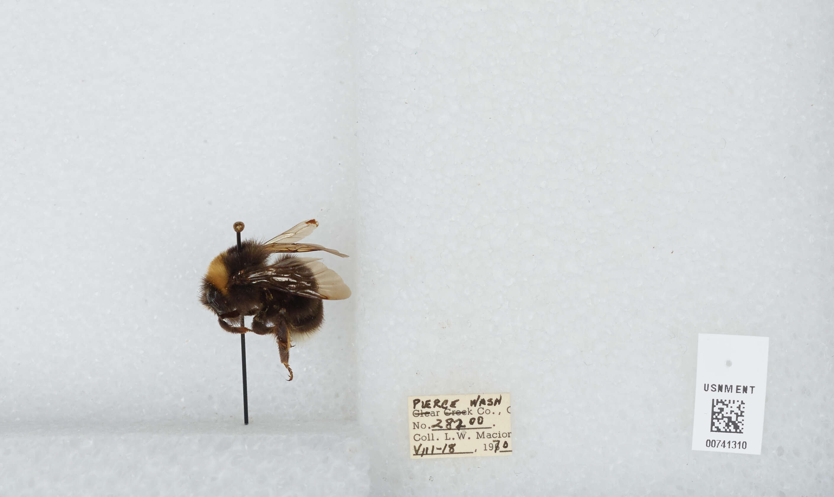 Слика од Bombus occidentalis Greene 1858