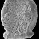 Image of Adelopora pseudothyron Cairns 1982