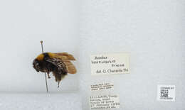 Plancia ëd Bombus hortulanus Friese 1904