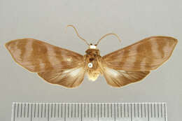 Image of Pachydota nitens Schaus 1910