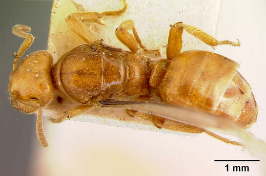 Imagem de <i>Lasius interjectus</i>