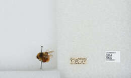 Image de Bombus sylvicola Kirby 1837