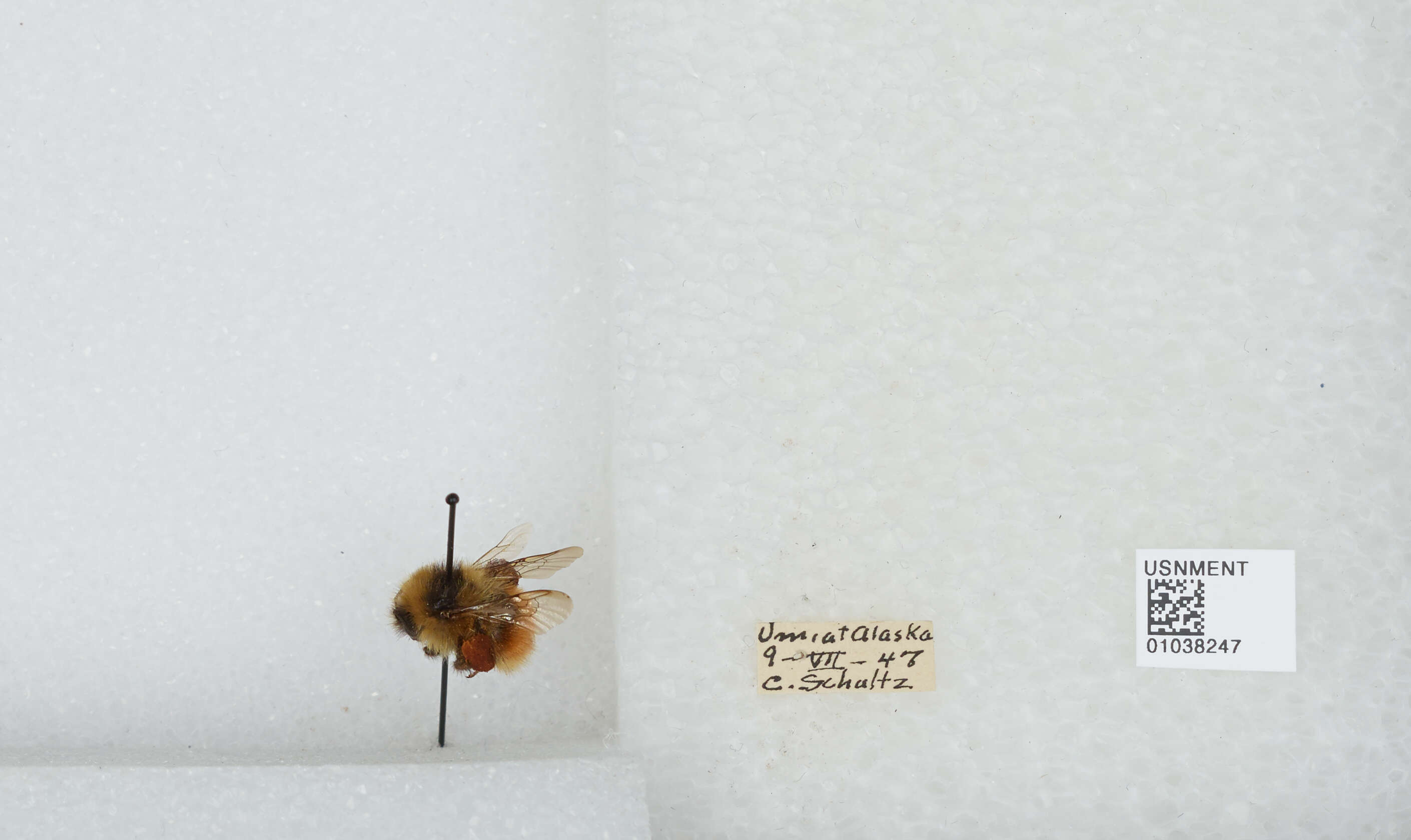 Image de Bombus sylvicola Kirby 1837