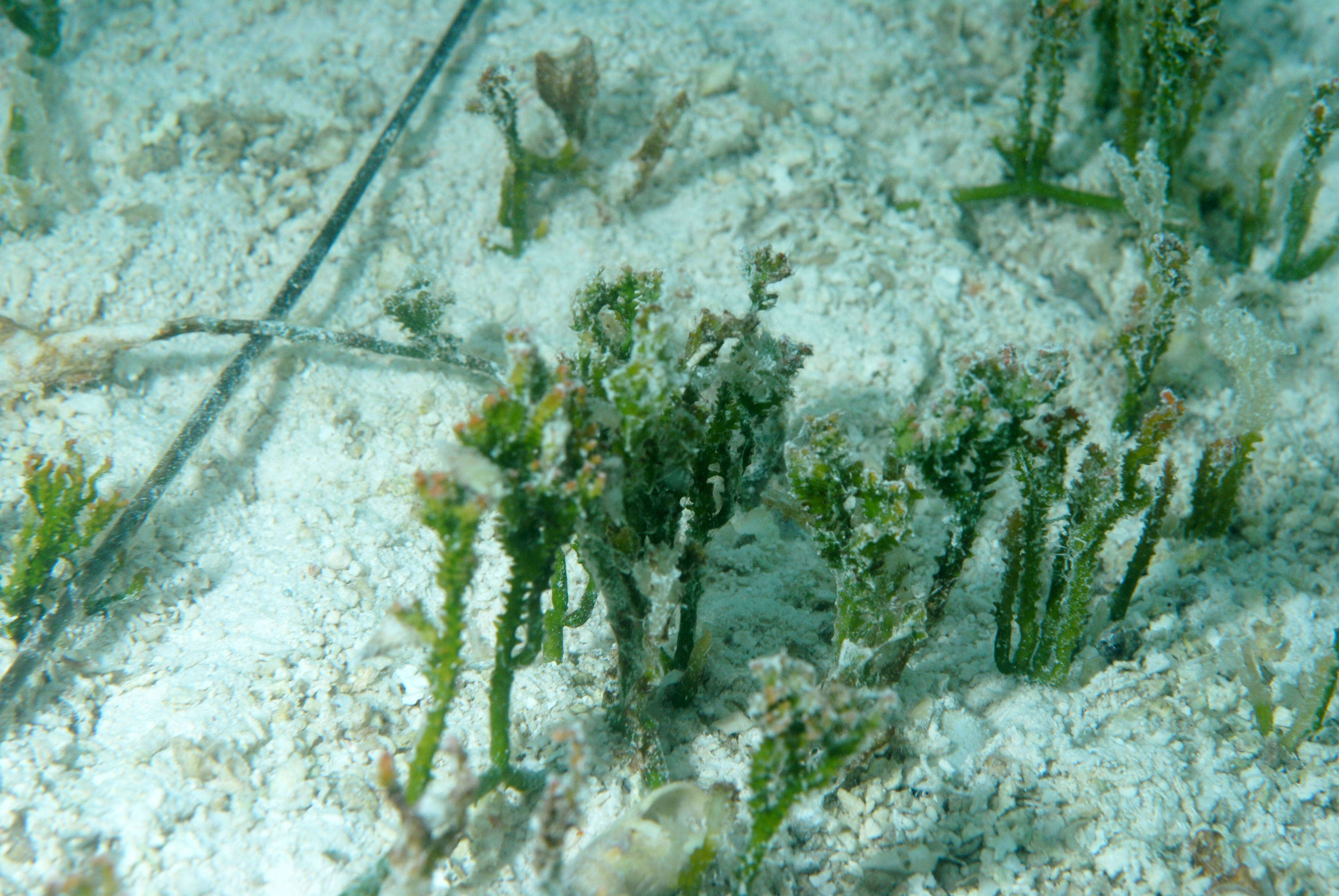 Image of Caulerpa J. V. F. Lamouroux 1809