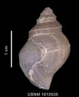 Image of Lusitromina abyssorum (Lus 1993)