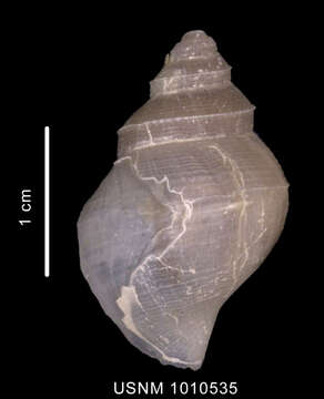 Image de Lusitromina abyssorum (Lus 1993)