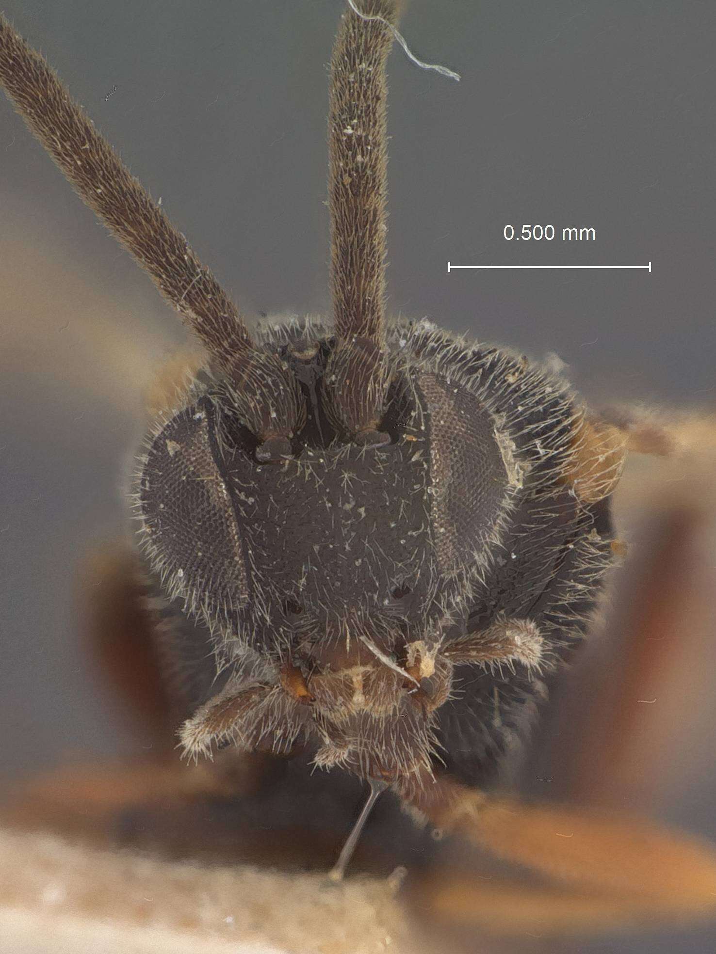 Image of Microplitis Förster 1862