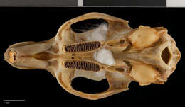 Image of Chapman's prehensile-tailed hutia