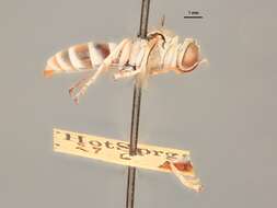 Слика од Trichogorytes argenteopilosus Rohwer 1912