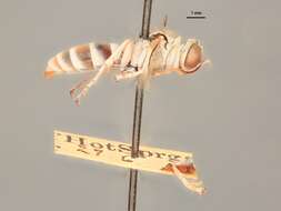 Imagem de Trichogorytes argenteopilosus Rohwer 1912