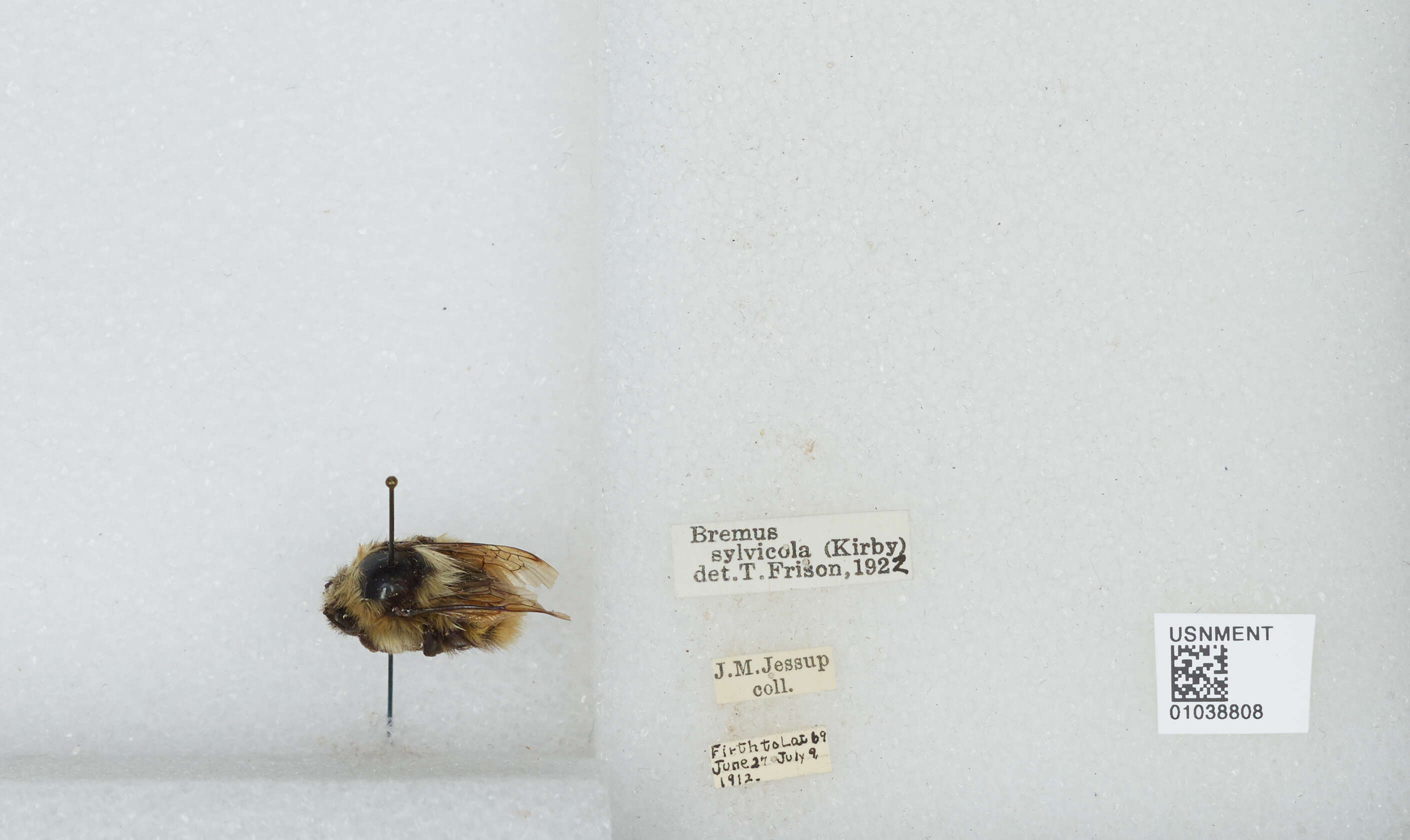 Image de Bombus sylvicola Kirby 1837