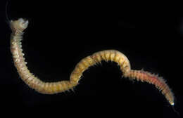 Image of Dumeril's clam worm