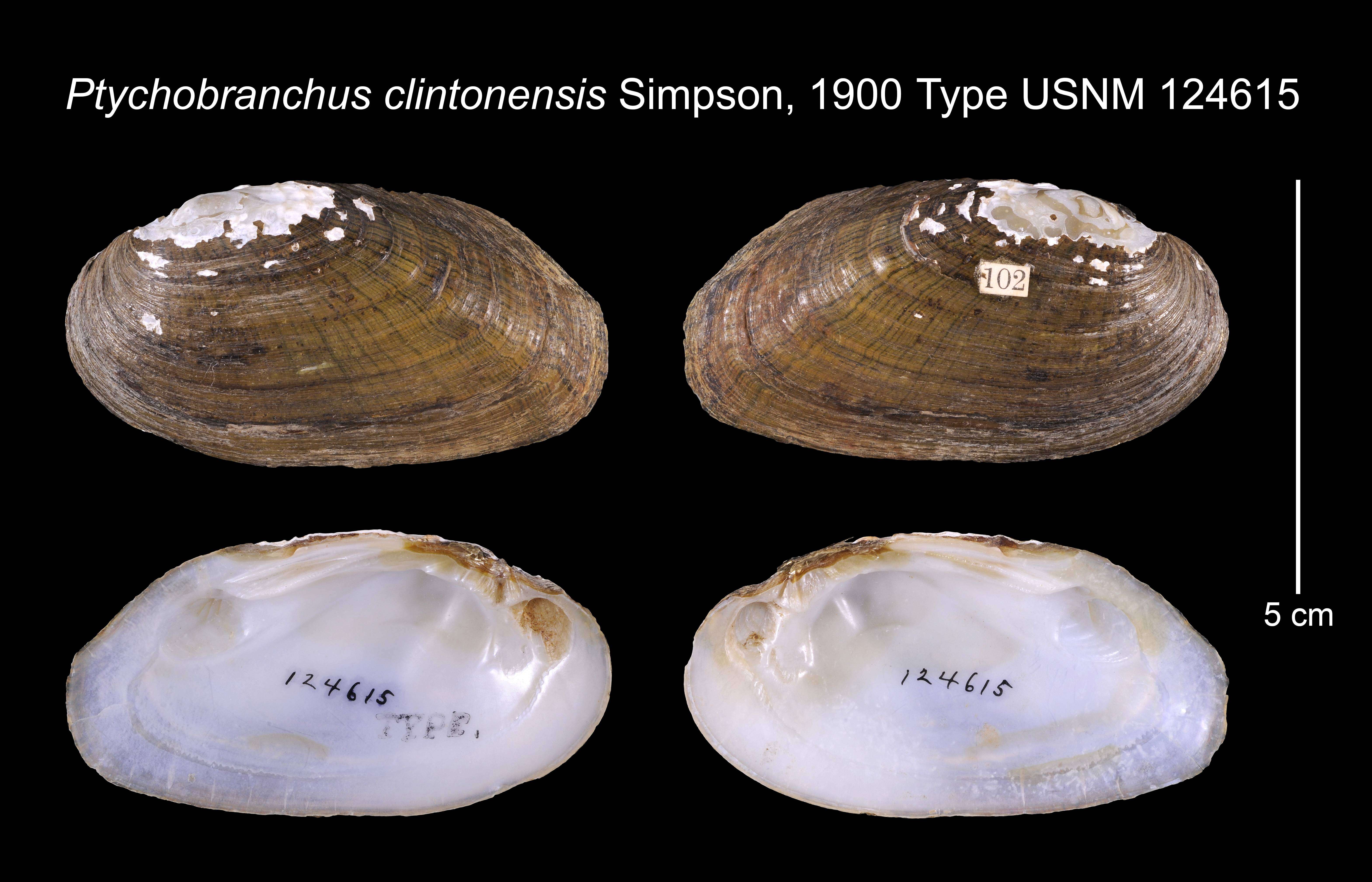 Imagem de Ptychobranchus clintonensis Simpson 1900