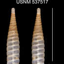 Sivun Liocallonia volubilis limonesensis C. Torre & Bartsch 1972 kuva