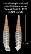 Plancia ëd Liocallonia volubilis limonesensis C. Torre & Bartsch 1972