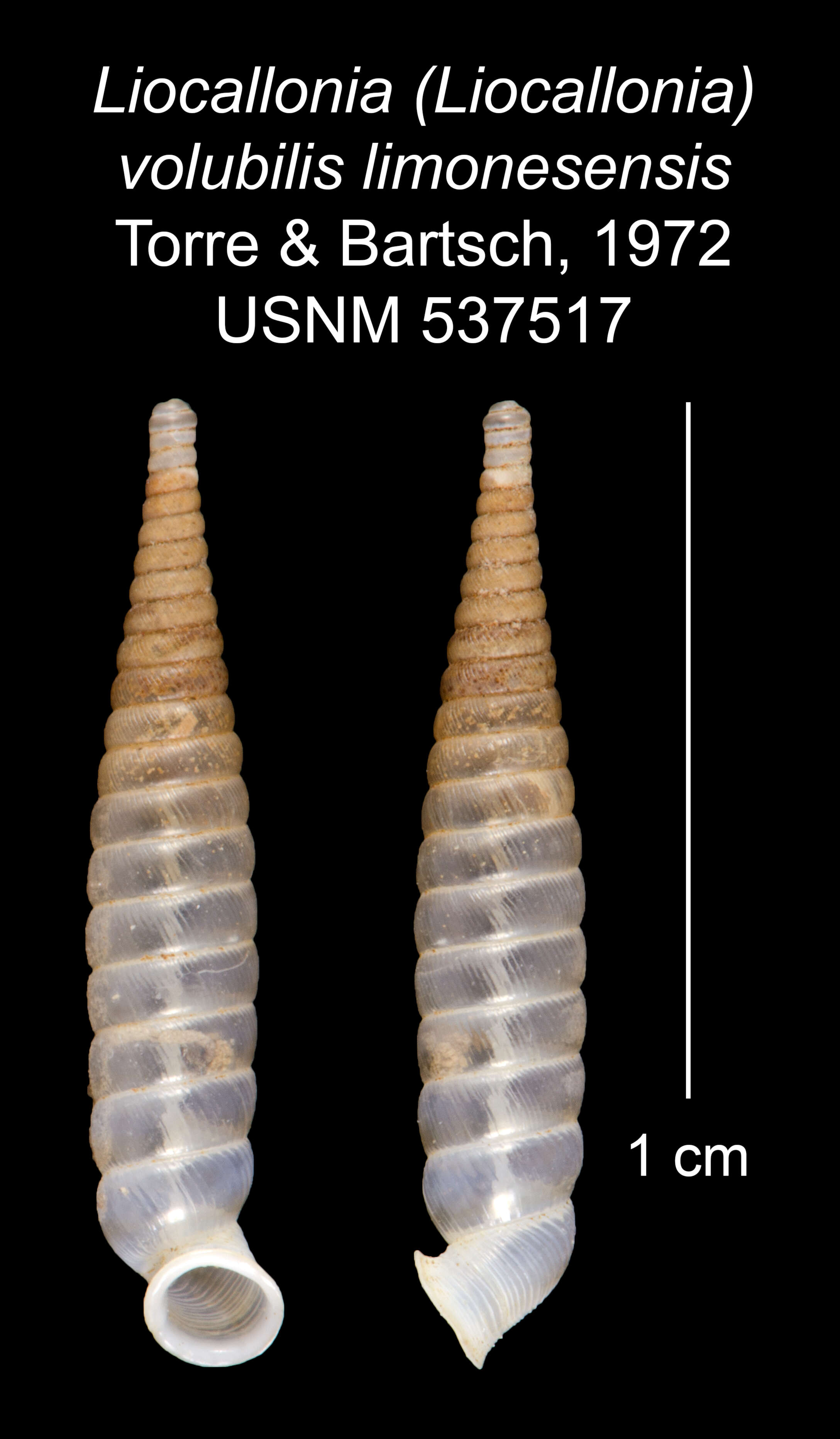 Plancia ëd Liocallonia volubilis limonesensis C. Torre & Bartsch 1972