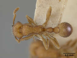 Image of Tetramorium melanogyna Mann 1919