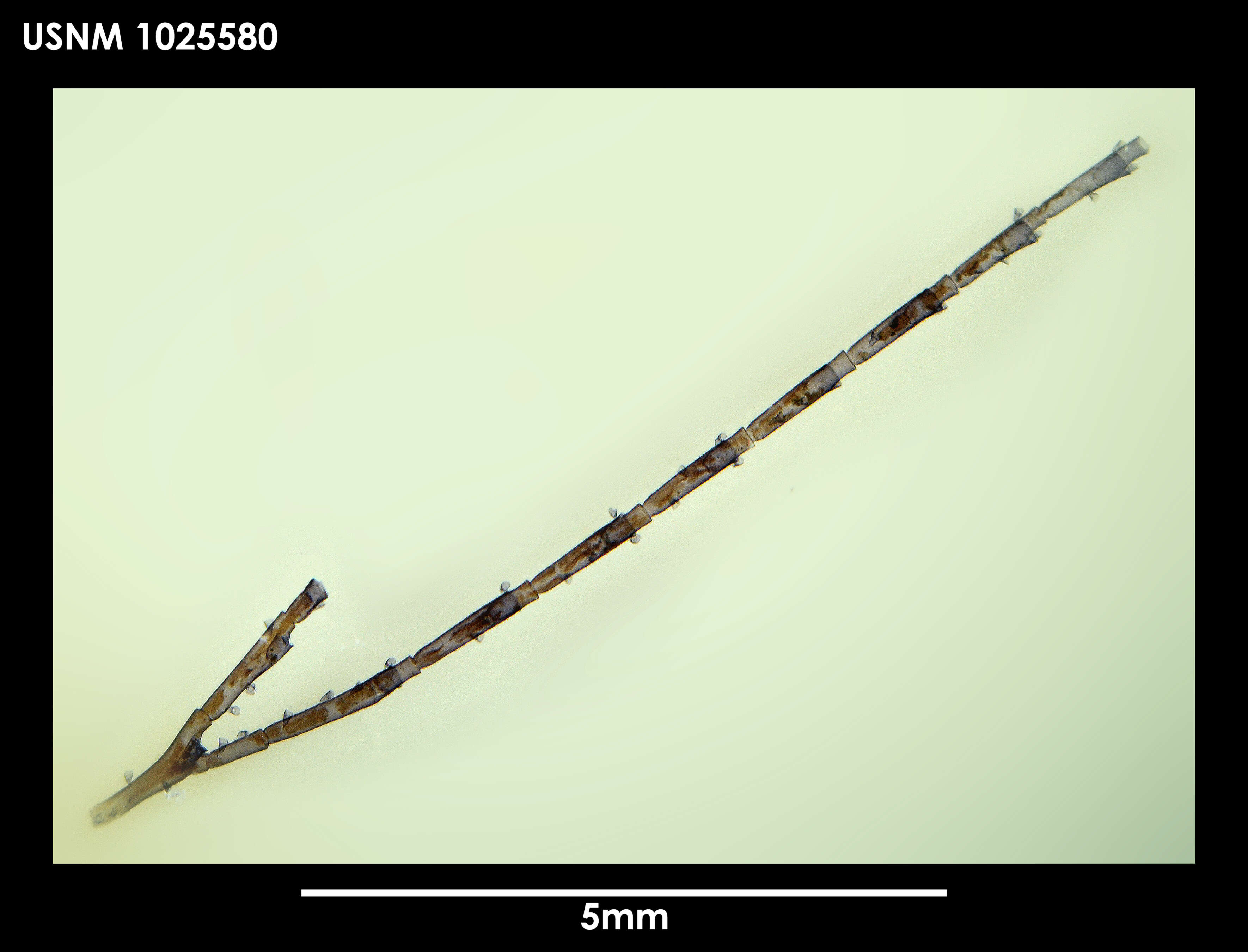 Imagem de Schizotricha multifurcata Allman 1883