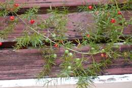 Image of Cwebe asparagus fern