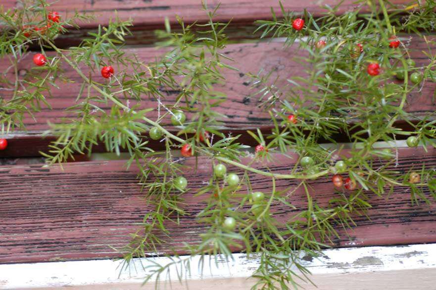 Image of Cwebe asparagus fern