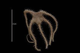 Image de Ophiacantha antarctica Koehler 1900