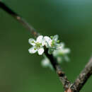 Image of Xylosma ilicifolia Northr.