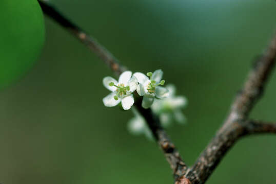 Image of Xylosma ilicifolia Northr.