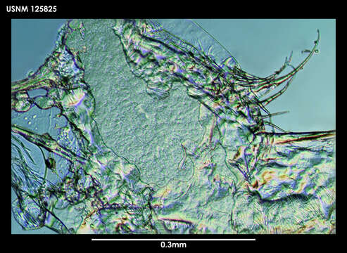 Image de Metavargula Kornicker 1970