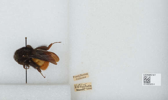 Image of Bombus haemorrhoidalis Smith 1852