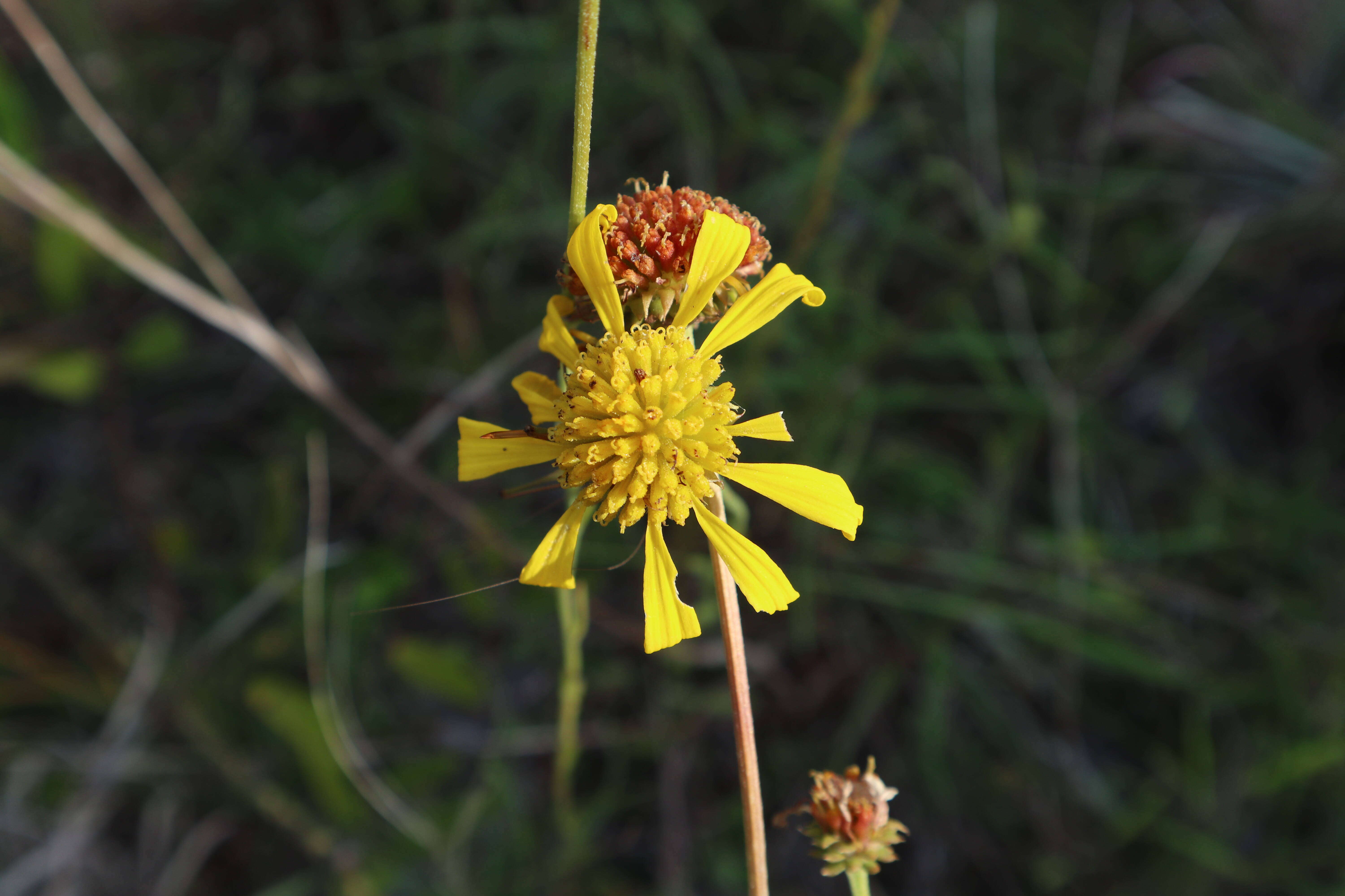 Image of oneflower honeycombhead