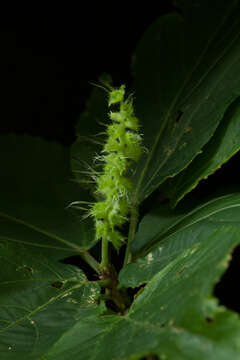 Imagem de Acalypha schiedeana Schltdl.