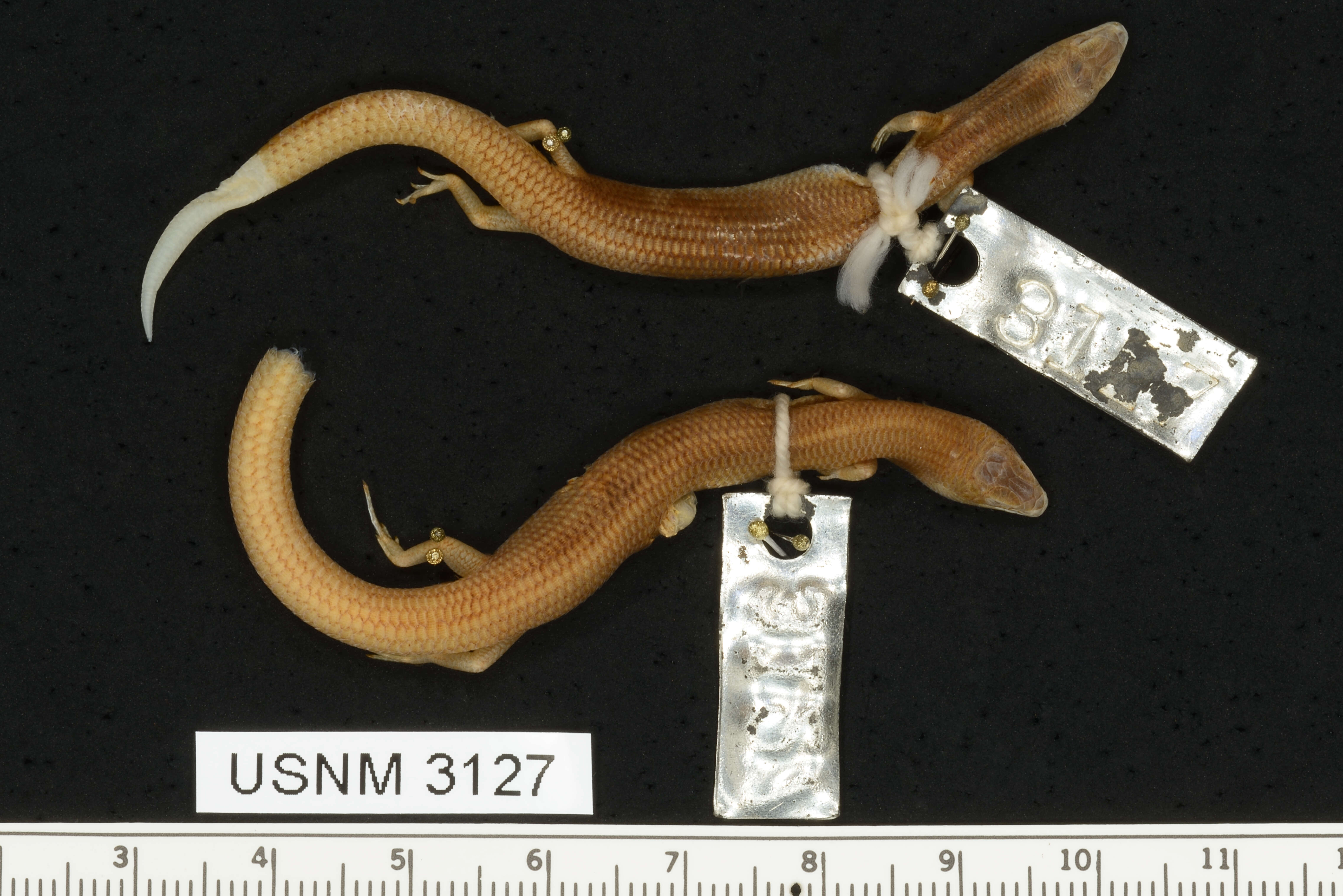 Image of Mole Skink