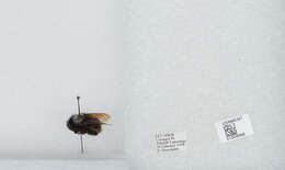 Image of Bombus funebris Smith 1854