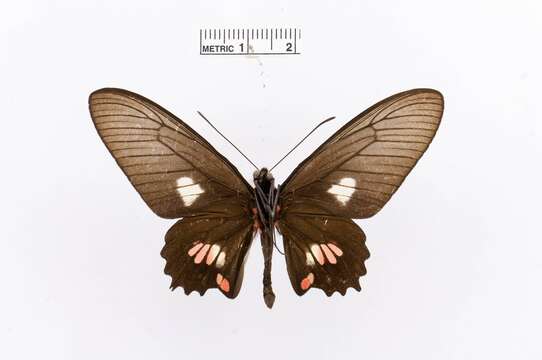 Image de Parides pizarro (Staudinger 1884)