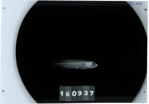 صورة Amblygobius bynoensis (Richardson 1844)