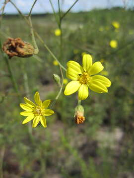 Imagem de Croptilon divaricatum (Nutt.) Rafin.