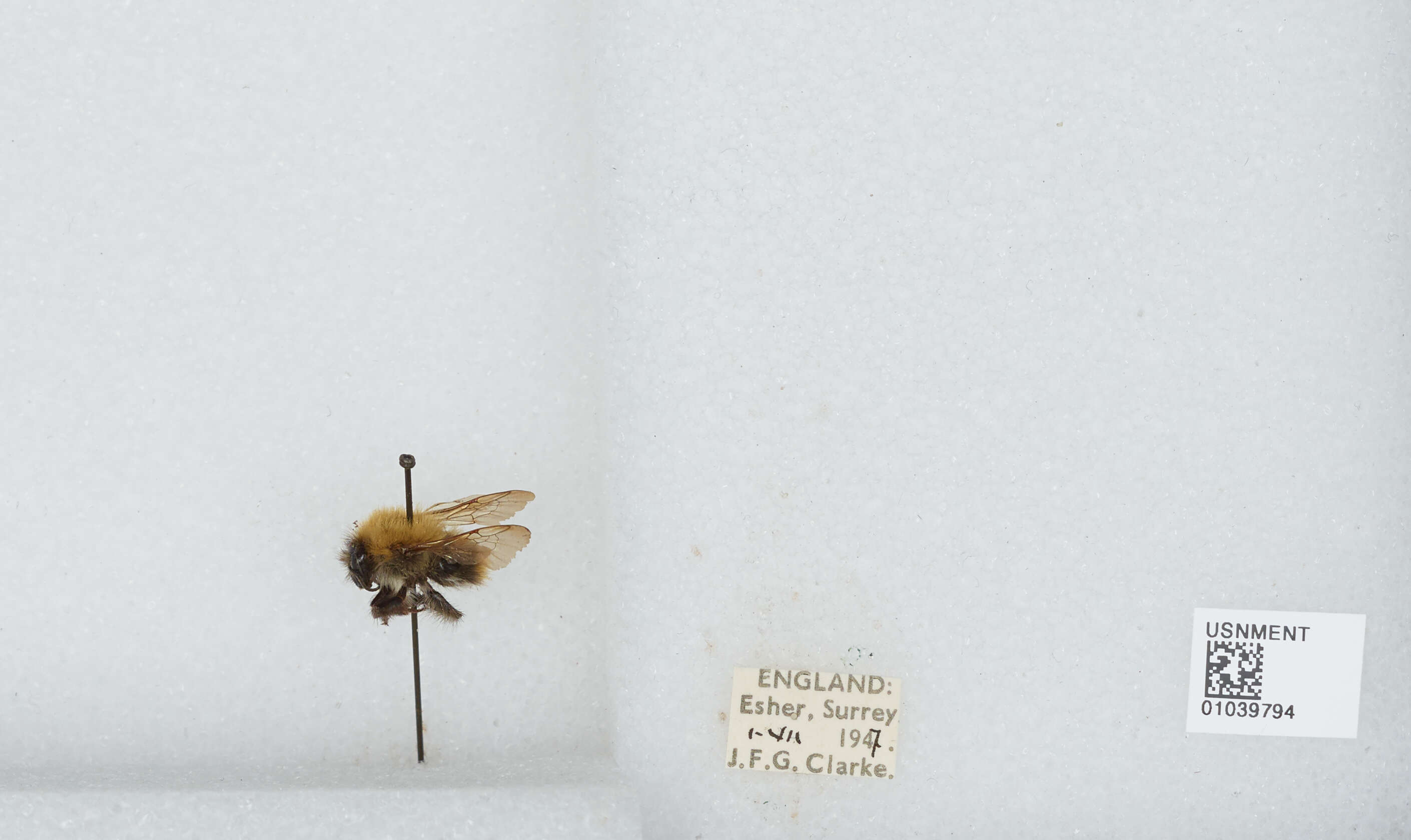 Image of Common carder bumblebee