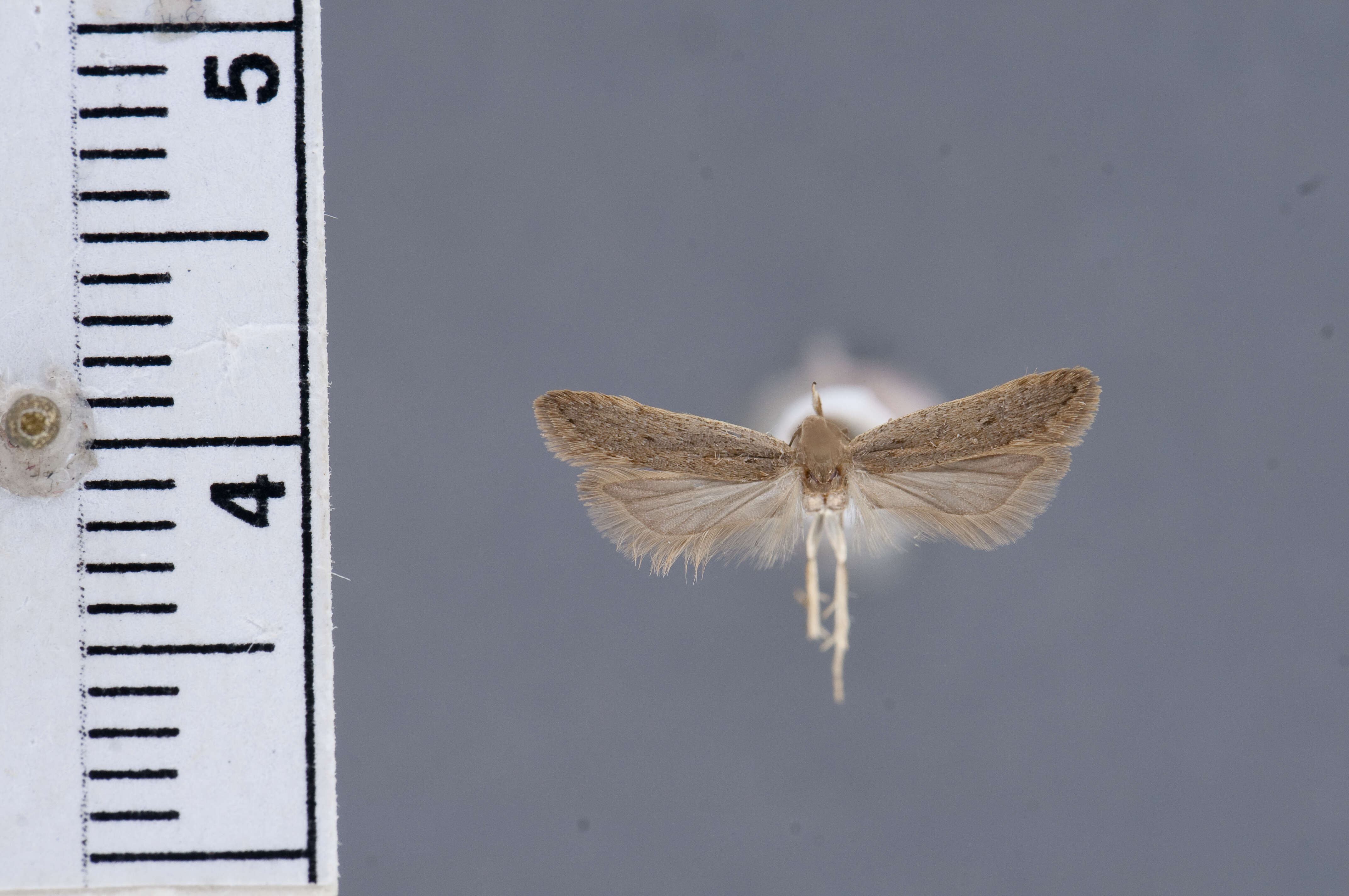 Image of Anacampsis humilis Hodges 1970