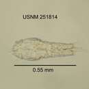 Image of <i>Macrocyclops albidus</i>