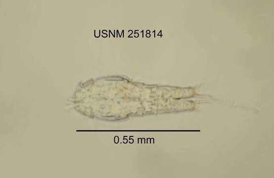 Слика од <i>Macrocyclops albidus</i>