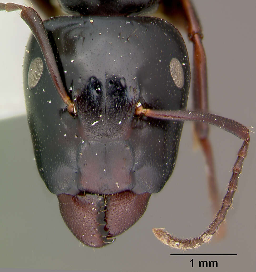 Image of Camponotus maafui Mann 1921